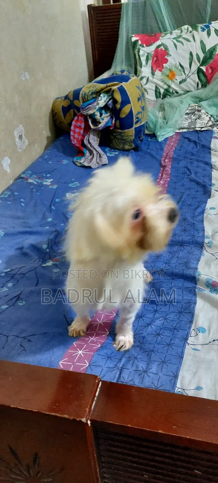 1+ year Female Purebred Lhasa Apso