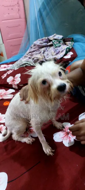 1+ year Female Purebred Lhasa Apso