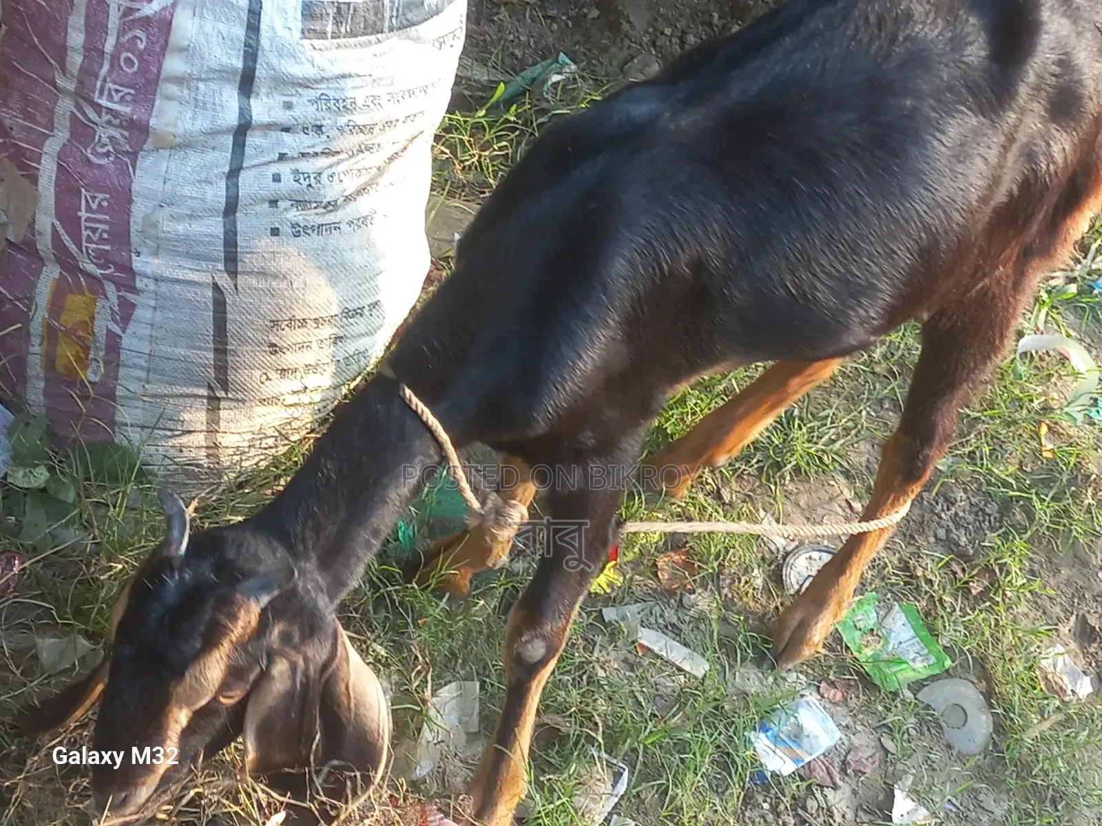 Haryana Cross Goat