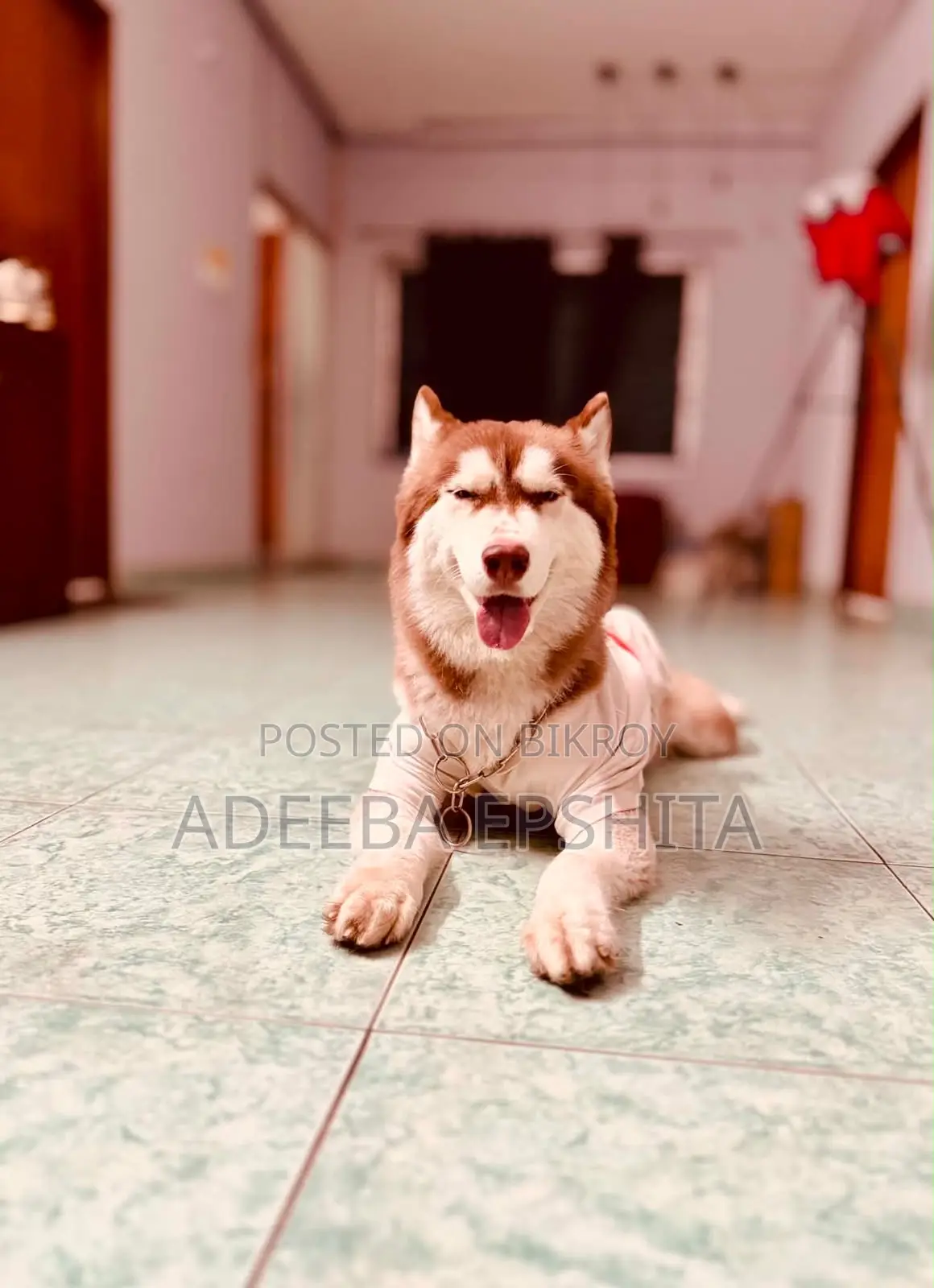 1+ Year Female Purebred Siberian Husky
