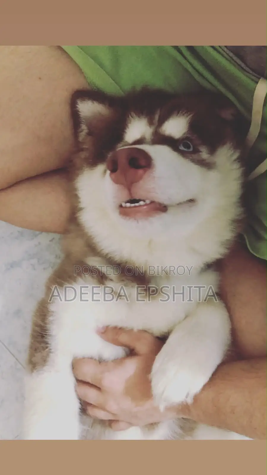 1+ Year Female Purebred Siberian Husky