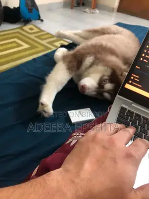 1+ Year Female Purebred Siberian Husky