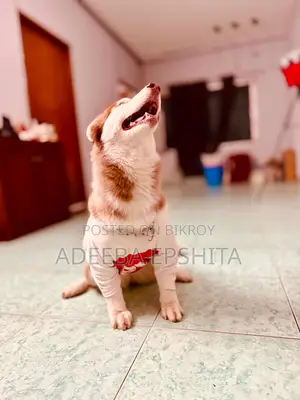 1+ Year Female Purebred Siberian Husky
