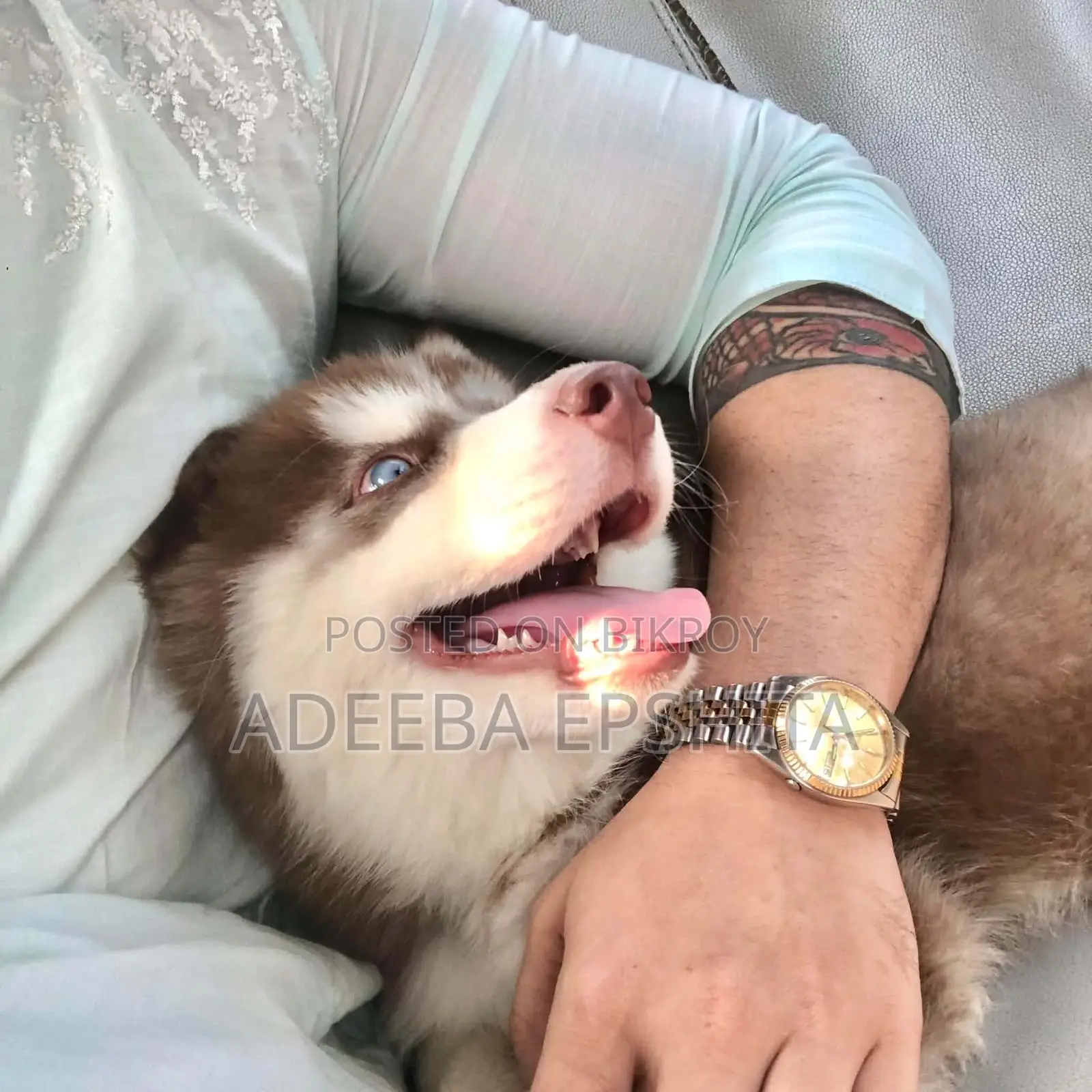 1+ Year Female Purebred Siberian Husky