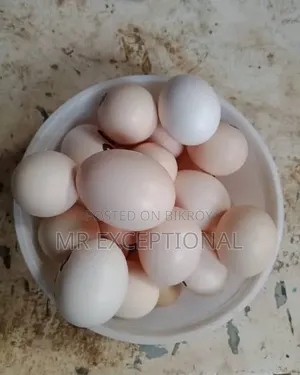 বাফ ব্রাহামার বীজ ডিম