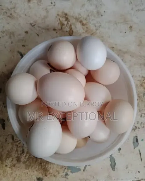 বাফ ব্রাহামার বীজ ডিম