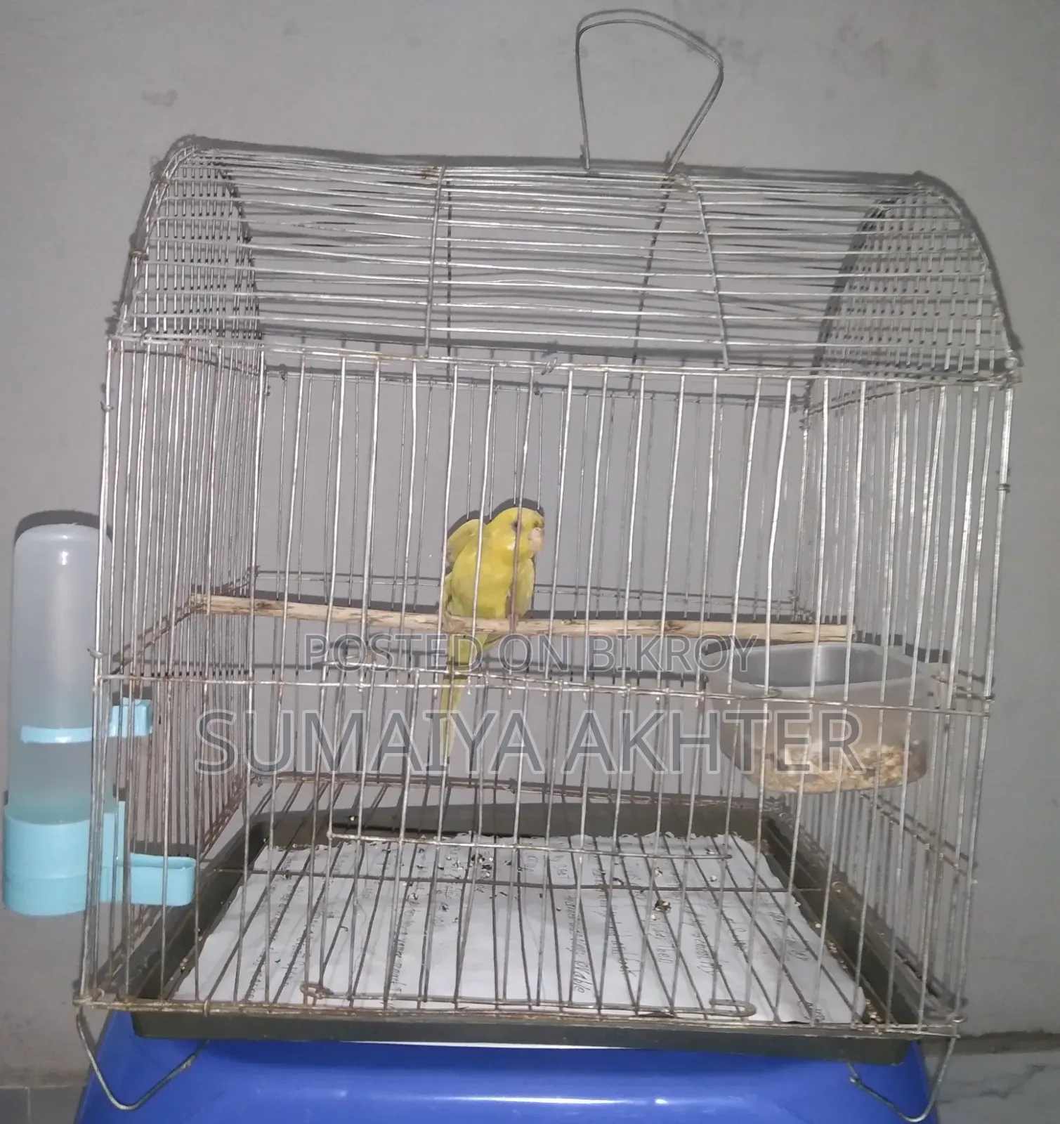 Lutino Budgerigar bird with cage complete setup to be sold.