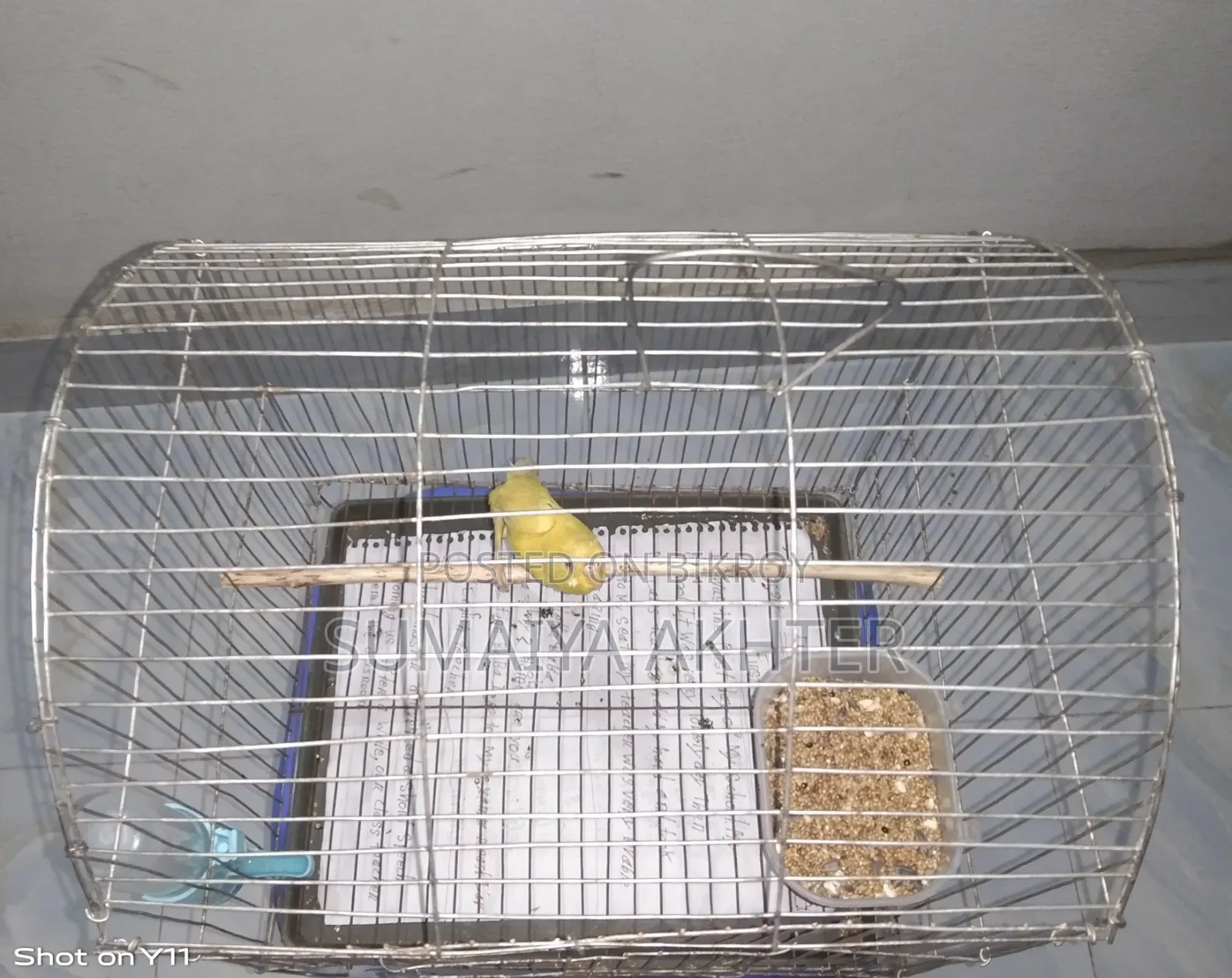 Lutino Budgerigar bird with cage complete setup to be sold.