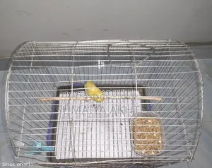 Lutino Budgerigar bird with cage complete setup to be sold.