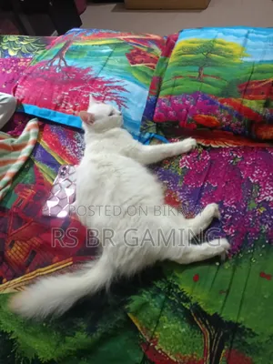 ১+ বছরের মিক্সড ব্রিড পার্সিয়ান বিড়াল (মাদি)