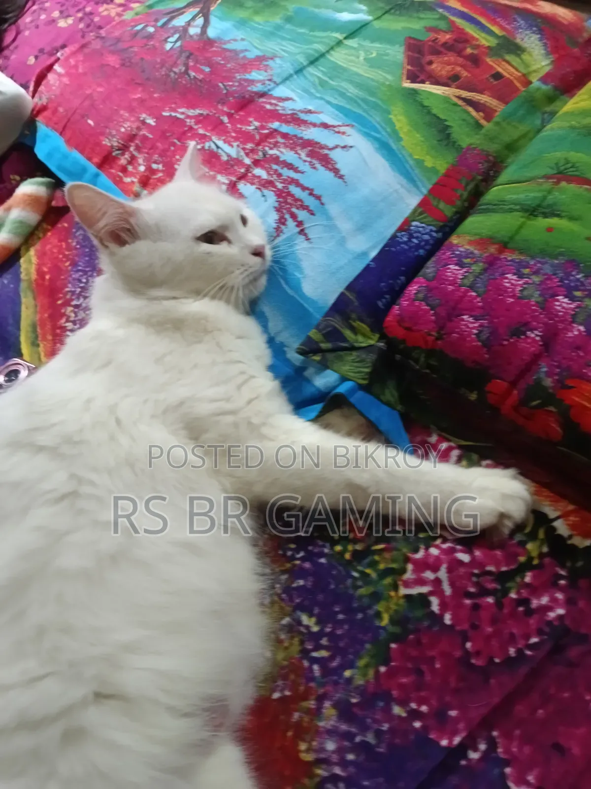 ১+ বছরের মিক্সড ব্রিড পার্সিয়ান বিড়াল (মাদি)
