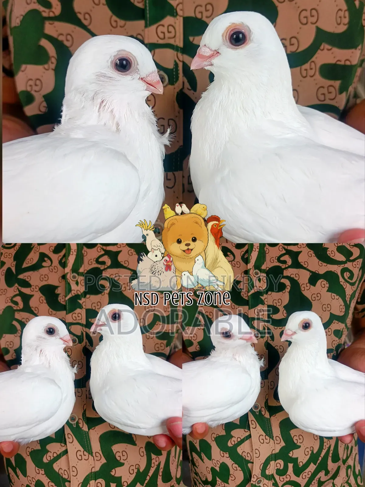 Syrian Highflyer Baby Pair Available