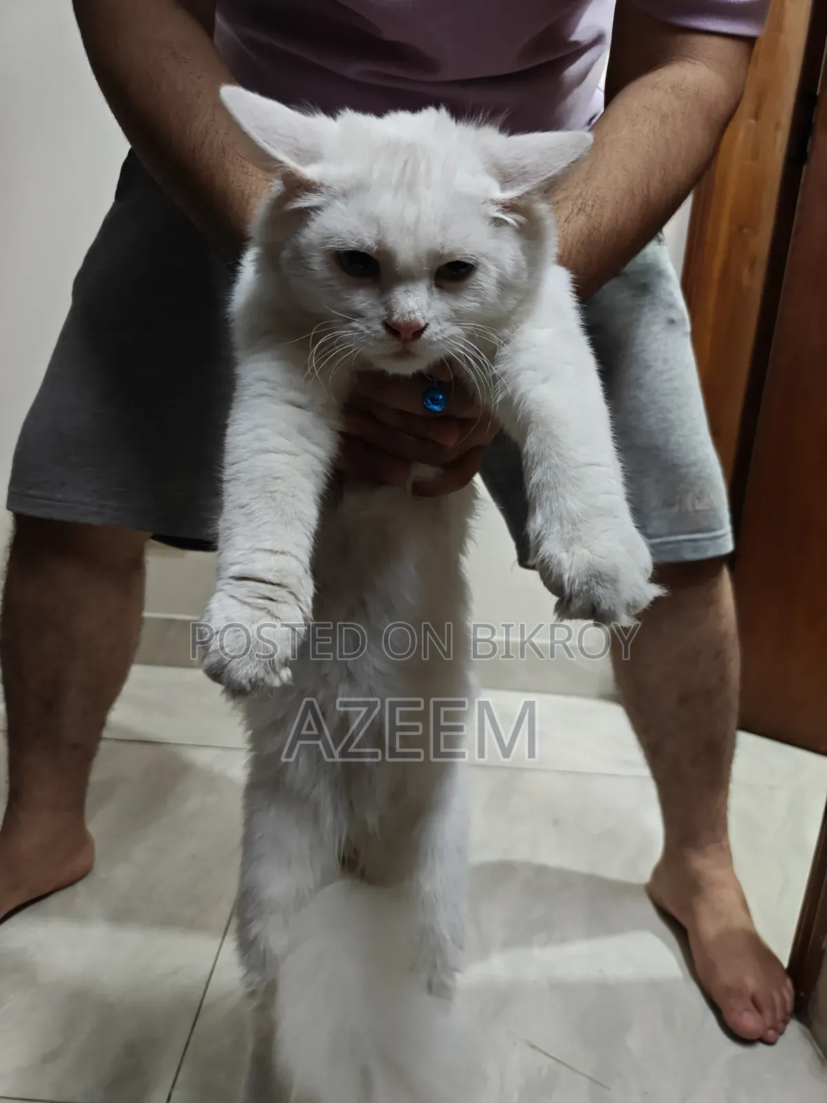6-12 months Male Purebred Persian