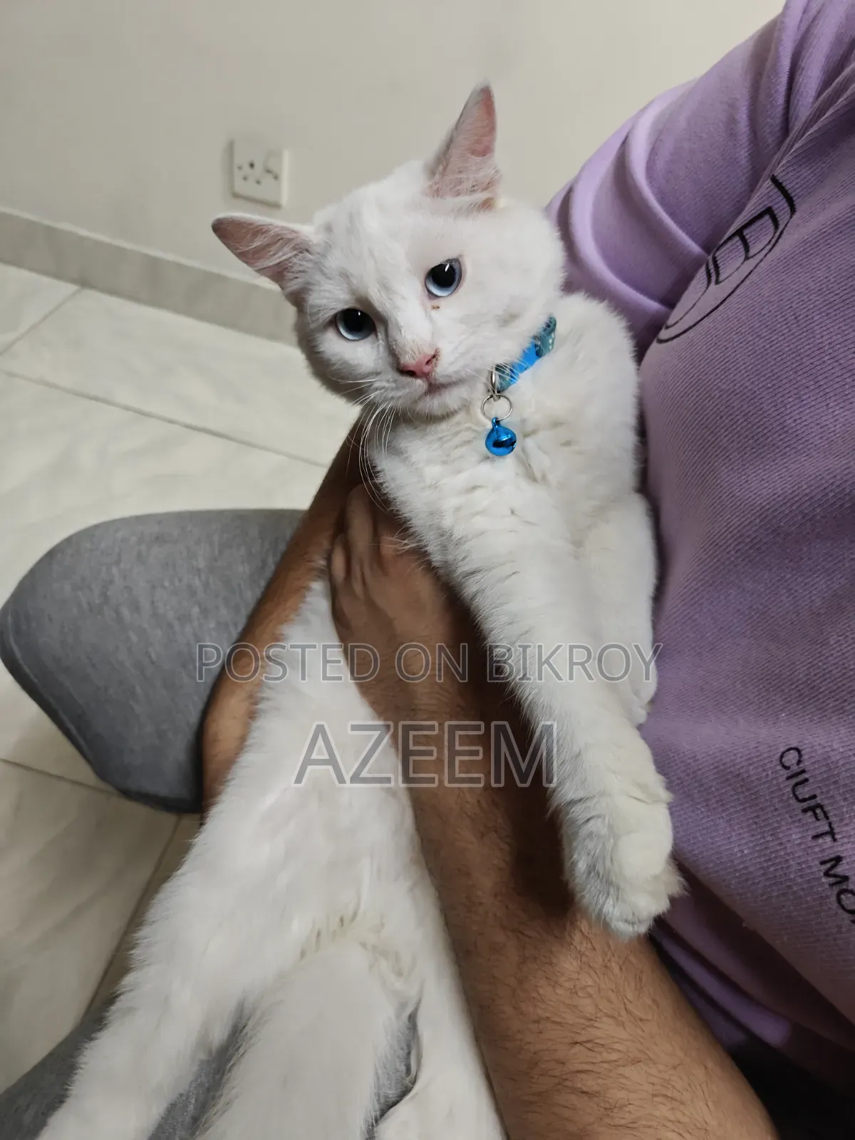 6-12 months Male Purebred Persian
