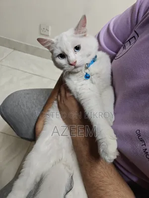 6-12 months Male Purebred Persian