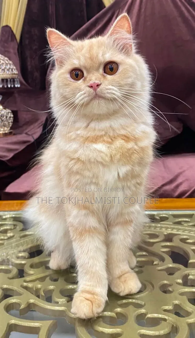 1+ Year Female Purebred Persian