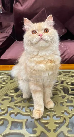 1+ Year Female Purebred Persian