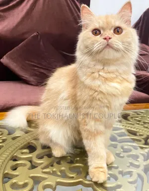1+ Year Female Purebred Persian