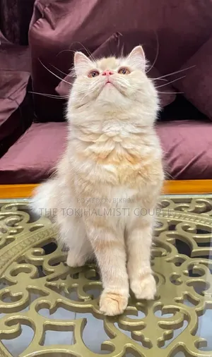 1+ Year Female Purebred Persian