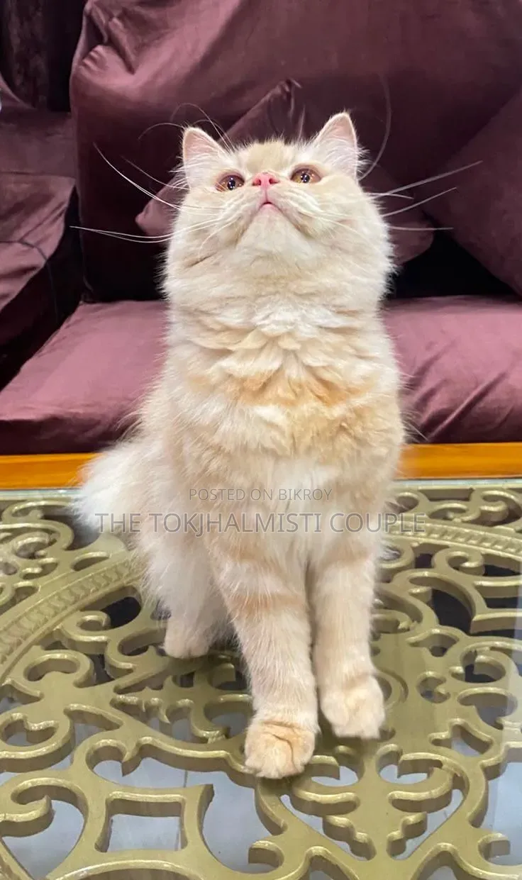 1+ Year Female Purebred Persian