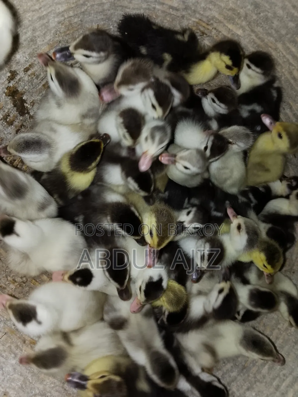 Chinese ducklings