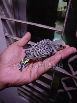 Budgie Tame Size Baby.