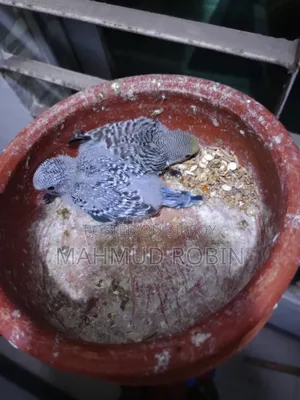 Budgie Tame Size Baby.