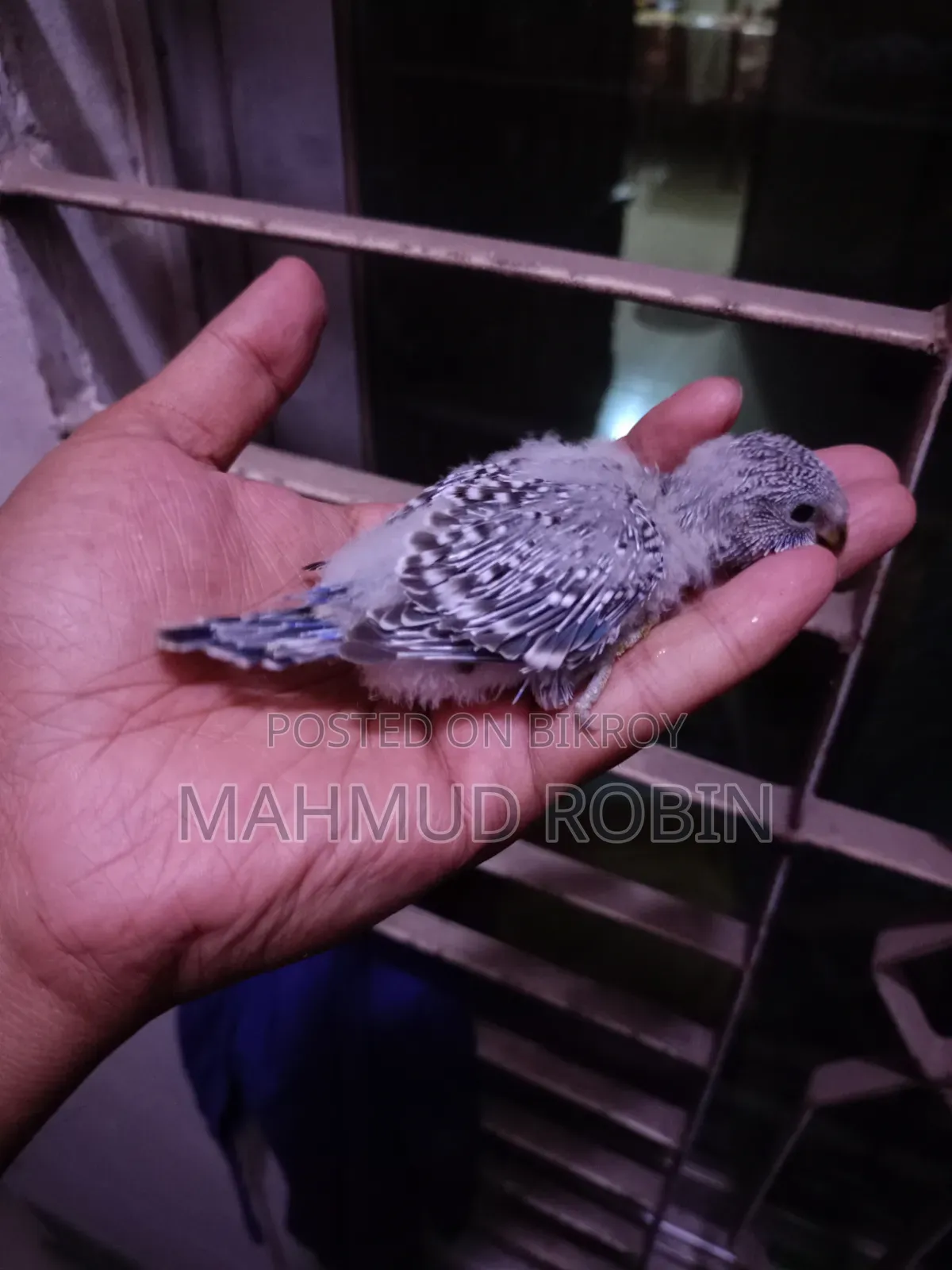 Budgie Tame Size Baby.