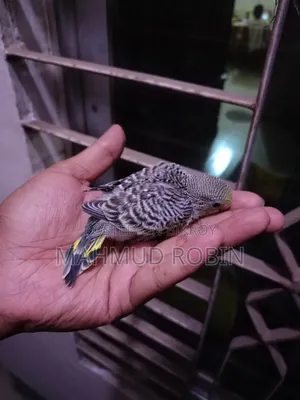 Budgie Tame Size Baby.