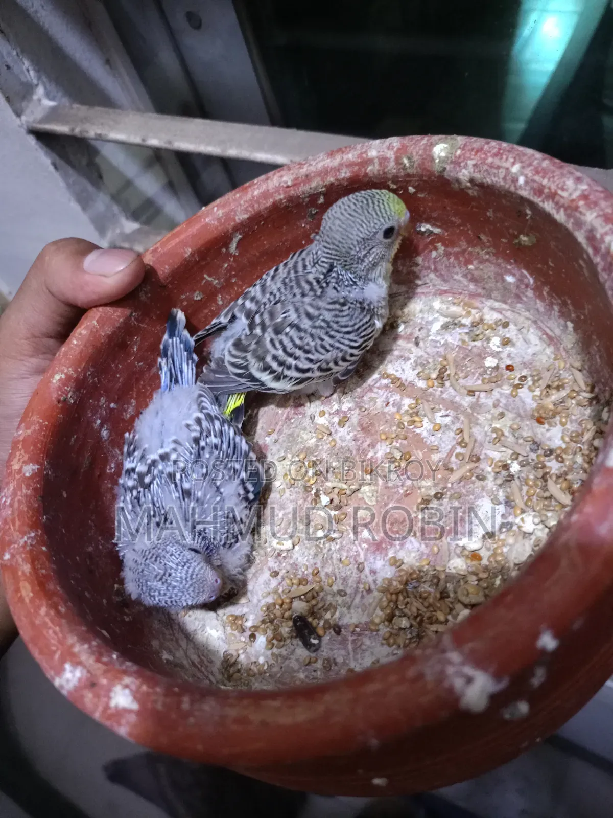 Budgie Tame Size Baby.