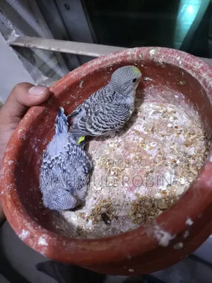 Budgie Tame Size Baby.