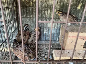 Northern Bobwhite Quail