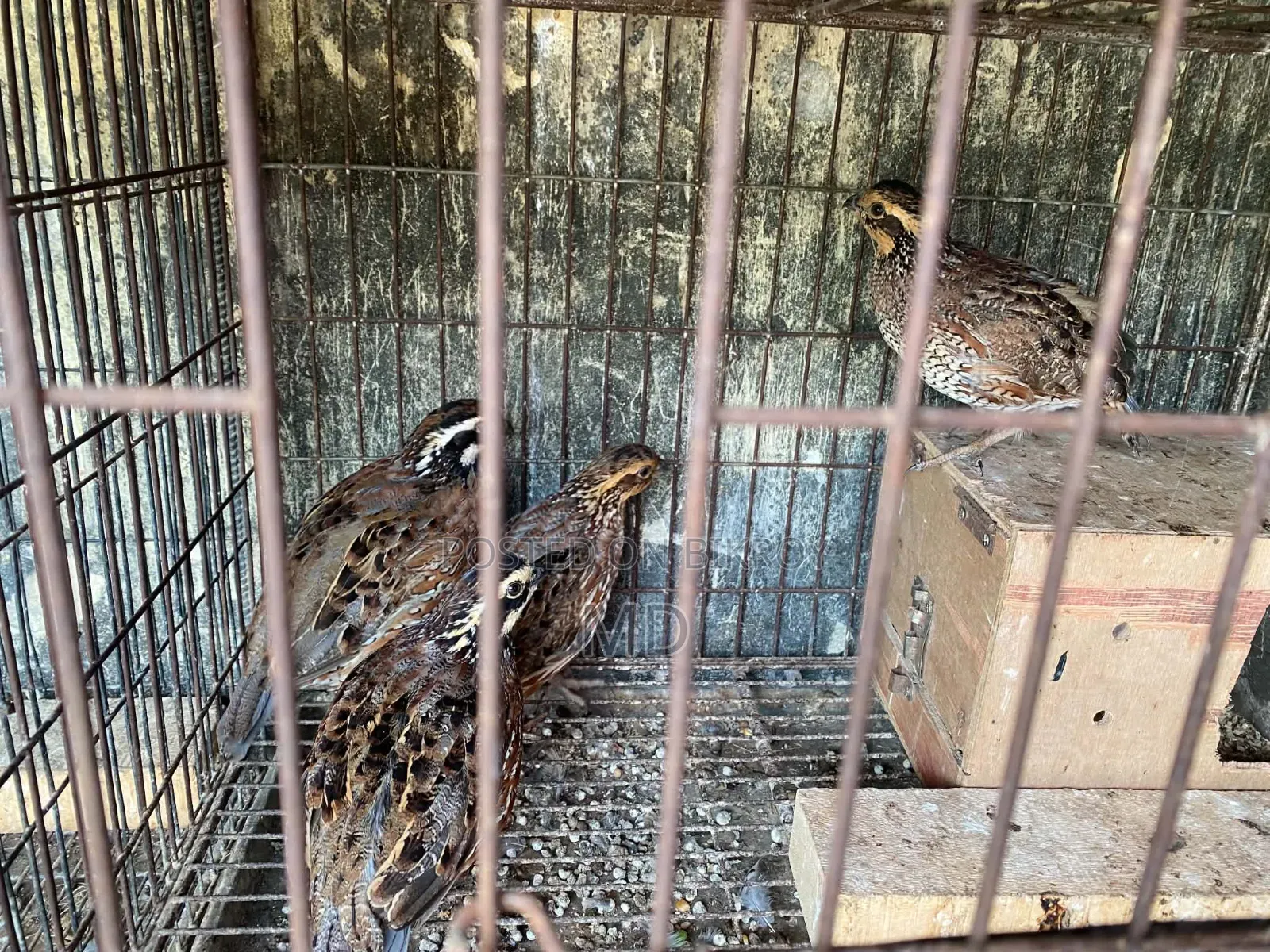 Northern Bobwhite Quail