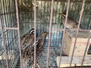Northern Bobwhite Quail