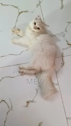 3-6 months Male Purebred Persian