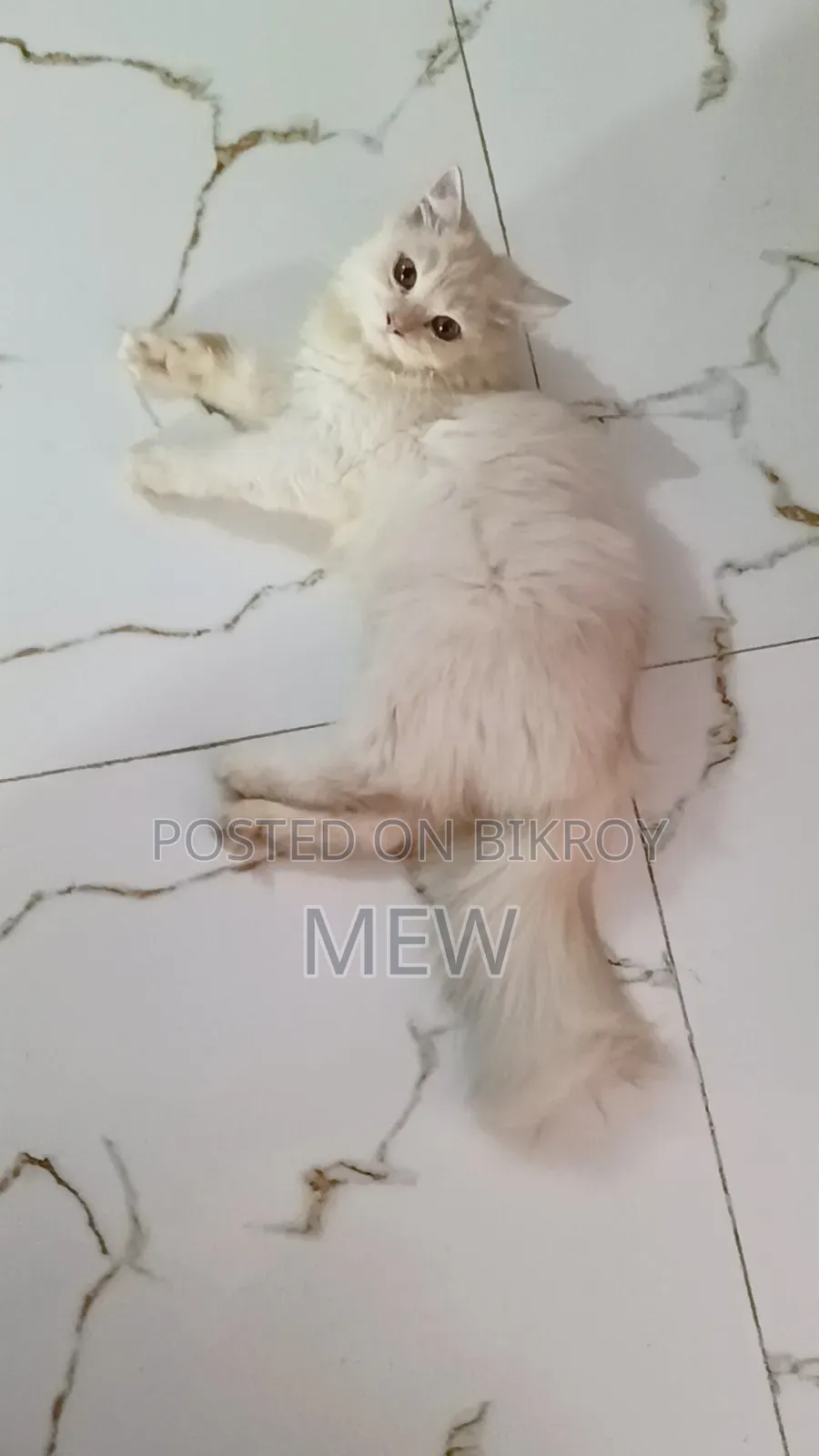 3-6 months Male Purebred Persian