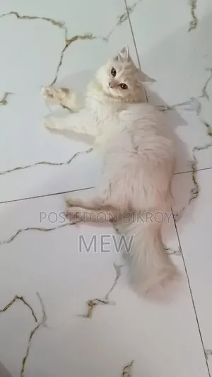 3-6 months Male Purebred Persian