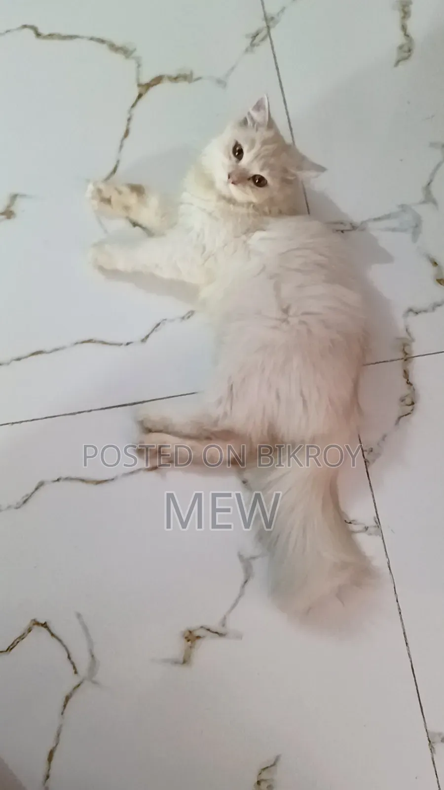 3-6 months Male Purebred Persian