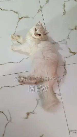 3-6 months Male Purebred Persian