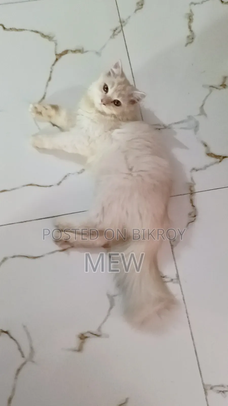 3-6 months Male Purebred Persian