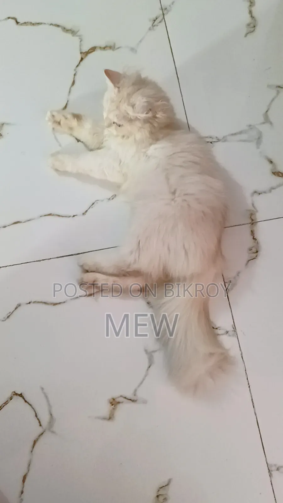 3-6 months Male Purebred Persian