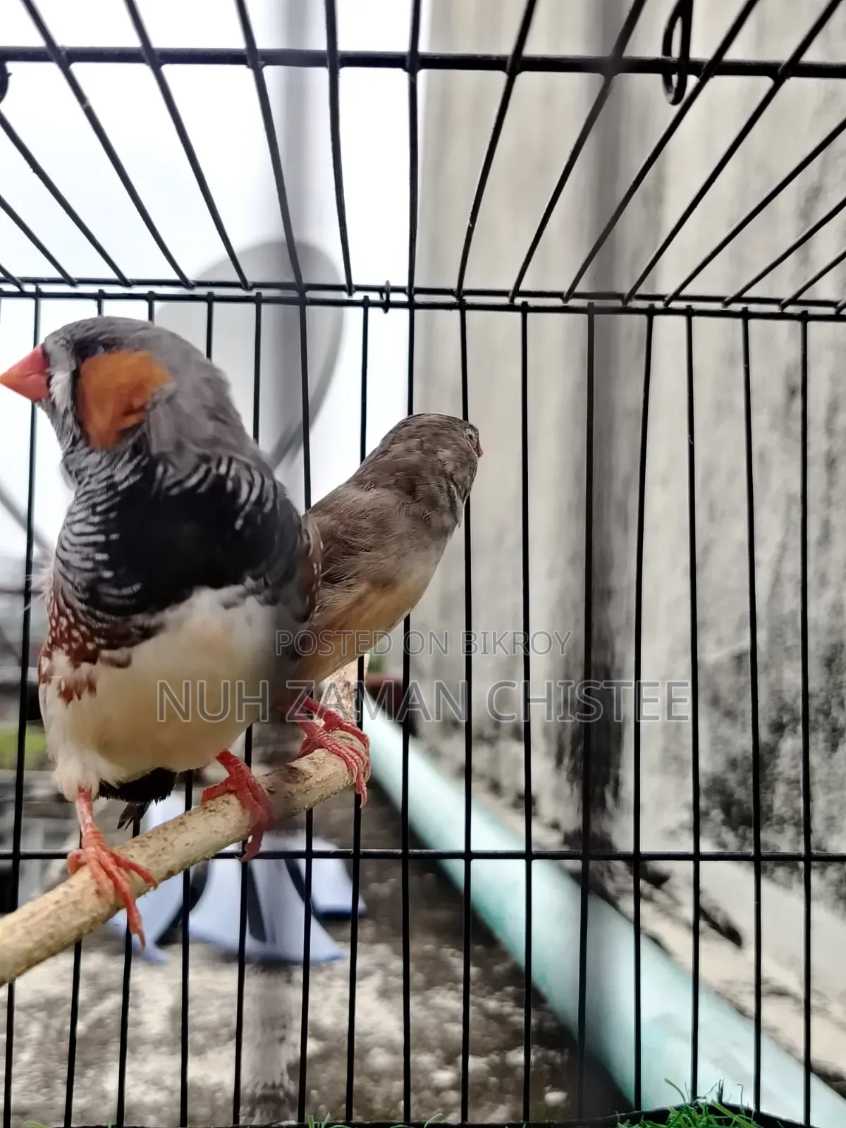 জেব্রা ফিঞ্চ