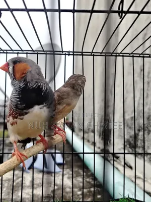 জেব্রা ফিঞ্চ