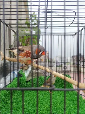 জেব্রা ফিঞ্চ