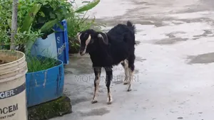 খাসি বাচ্চা