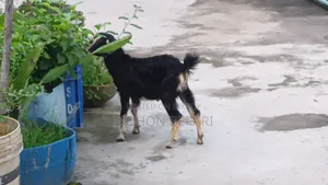 খাসি বাচ্চা