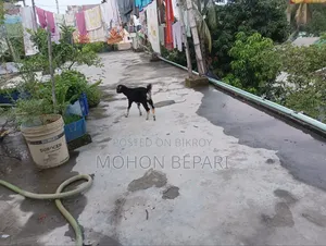 খাসি বাচ্চা