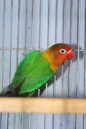 গ্রিন ফিসার লাভবার্ড