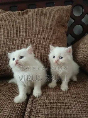 0-1 month Female Purebred Persian