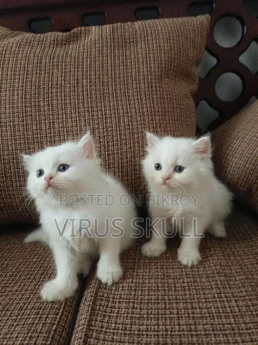 0-1 Month Female Purebred Persian